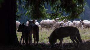 Lassen sich Wolf und Weidewirtschaft vereinen? Die Debatte wird noch an Schärfe gewinnen (Sujetbild)