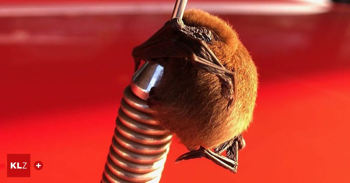 Suche nach Schlafplatz: Fledermaus hing an Funkantenne von ...