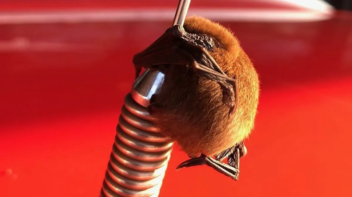 Suche nach Schlafplatz: Fledermaus hing an Funkantenne von ...