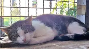 Miley ist eine von rund 70 Katzen im Tierheim Murtal