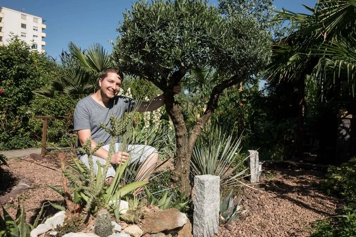 Sein Geheimnis: Die Olive wird im kommenden Winter nicht beheizt - sondern mit einem Folienzelt geschützt, sodass die Wurzeln trocken bleiben. Oliven konnte er bisher noch nicht ernten - "Sie ist eine Diva", so Sluga.