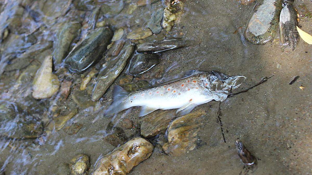 Was löste den Tod der Fische aus? (Symbolfoto)