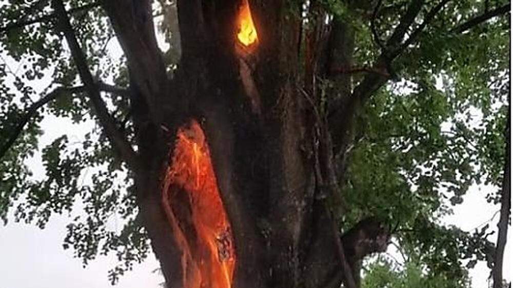 Der denkmalgeschütze Baum brannte lichterloh