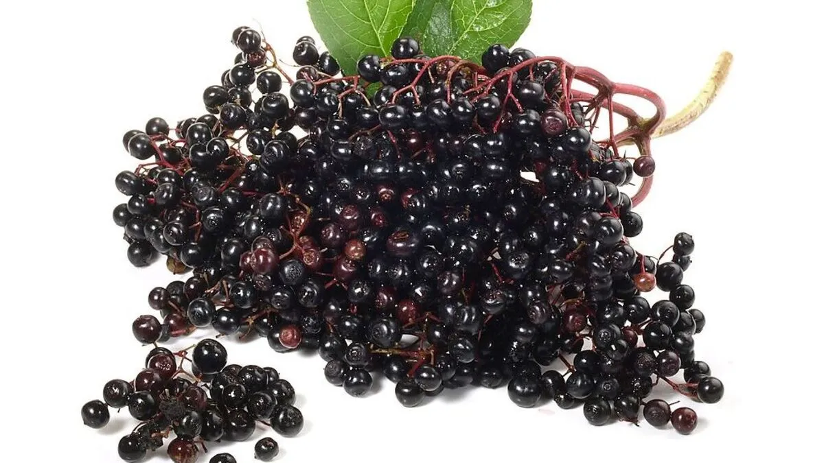 Haben jetzt Hochsaison: Hollerbeeren 