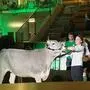 Karin Gspurning wurde in Traboch Reservechampion