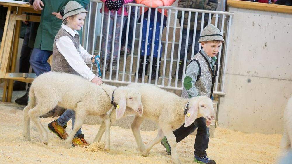 Den Höhepunkt bei der Bezirks- Berg- und Steinschaf-Ausstellung in Lienz bildeten wieder die kleinsten Züchter und zeigten stolz ihre schönsten Schafe