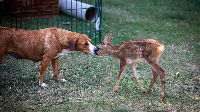 Für Hündin Isi ist Rehkitz Fiepsi neben den Hundewelpen bereits wie ein zusätzliches, eigenes Kind