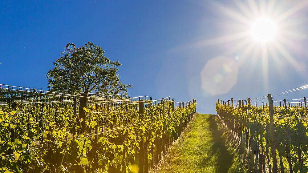 Weinbau in der Steiermark: Mehr große Jahrgänge, aber auch größere Gefahren durch Wetterextreme