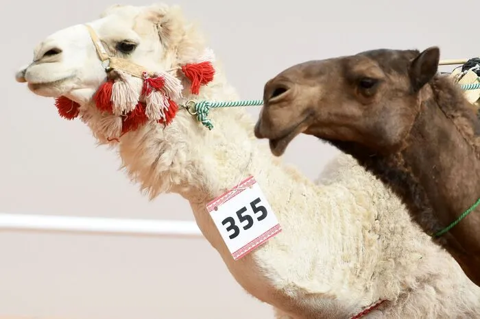 Zwölf Kamele wurden vom Schönheitswettbewerb im Rahmen des König-Abdulaziz-Festivals in Saudi-Arabien ausgeschlossen – ihnen war Botox gespritzt worden.