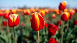 Worauf man beim Düngen von Tulpen und Narzissen achten sollte – Karl Ploberger gibt Tipps