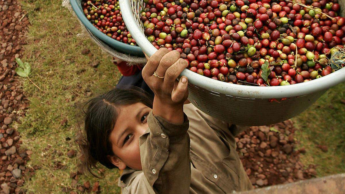 Brasilien leidet in den Robusta-Anbaugebieten seit Monaten unter einer Dürre