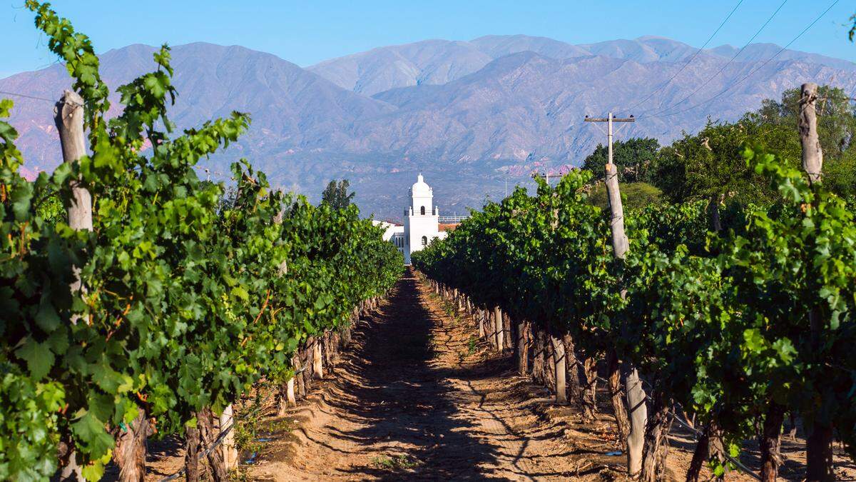 Im argentinischen Cafayate gibt es die höchstgelegenen Weingärten der Welt