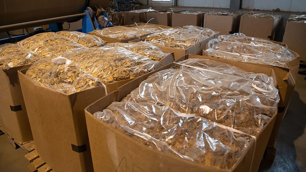 In 196 Kisten wurde der Tabak gepackt. Die vier Bearbeiter des Tabaks wurden auf frischer Tat ertappt.