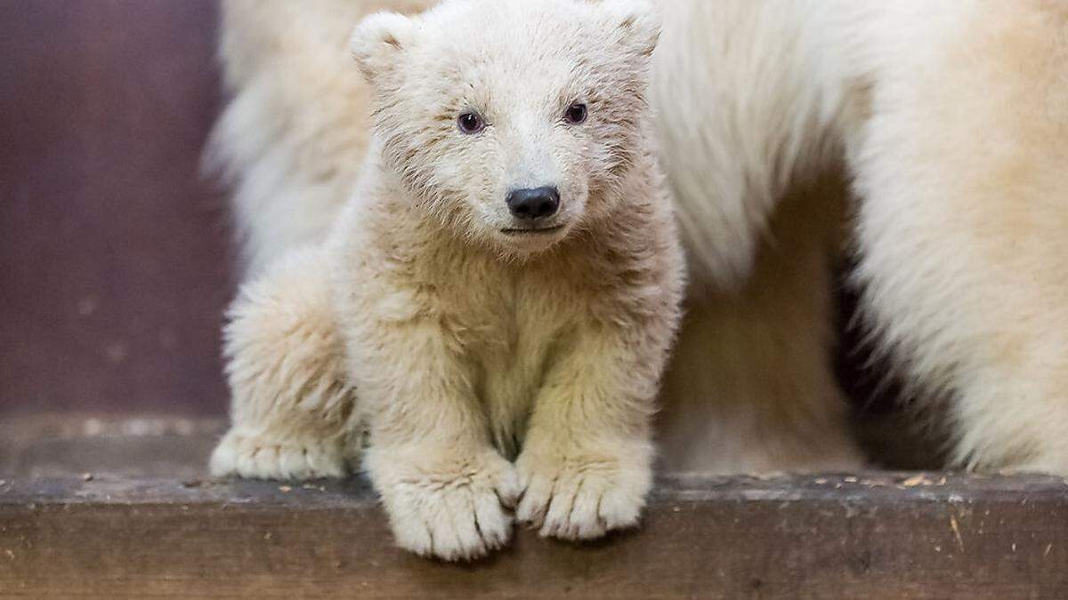 Eisbär Fritz wurde nur vier Monate alt