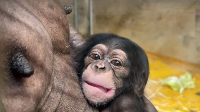 Schimpansenbaby Togo ist bei den Besucher:innen besonders beliebt