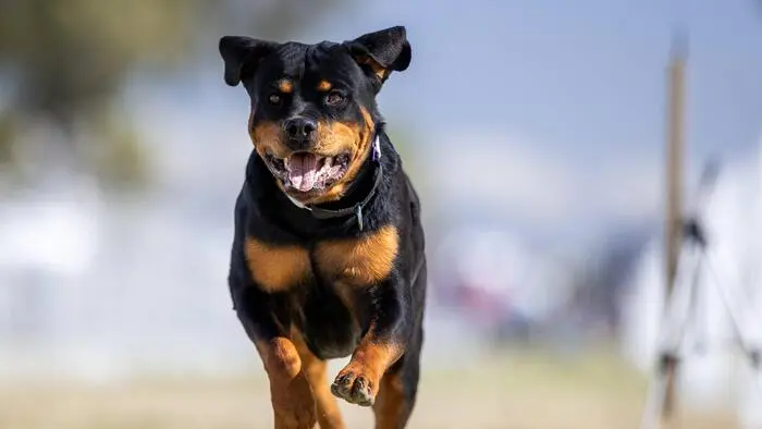 Der Rottweiler wurde nach der Attacke im Tierheim Arche Noah untergebracht (Sujetbild)