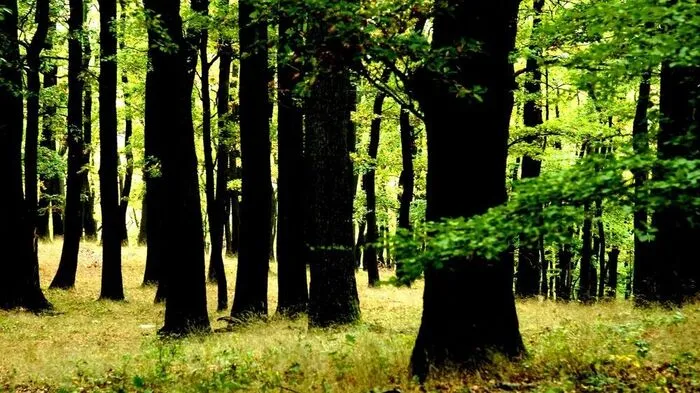 Sujetbild: Wald 