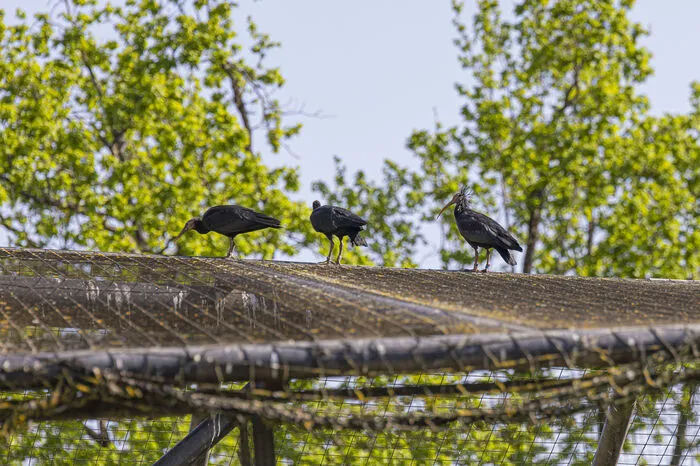 Nach sechs Wochen im Nest machten Sparkles und Brambles (von links) am vergangenen Dienstag ihre allerersten Flugversuche.