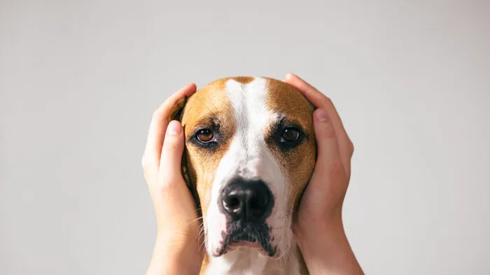 Silvester ist für viele Tiere der pure Stress 