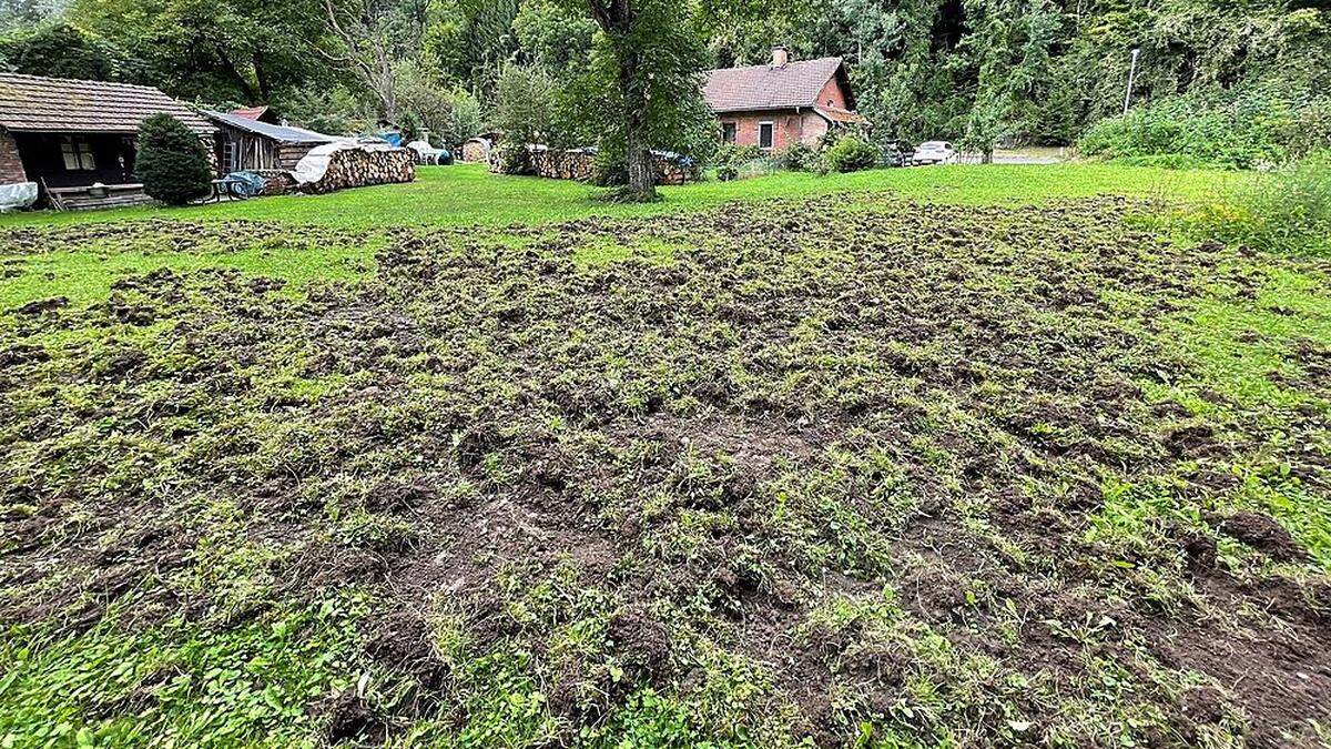 Mehrere Wildschweine haben rund 500 Quadratmeter im Obstgarten der Familie Bauer in Leoben-Seegraben umgegraben 