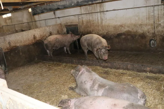 Das tägliche Füttern und Betreuen der 50 Schweine hat ihr viel Spaß gemacht