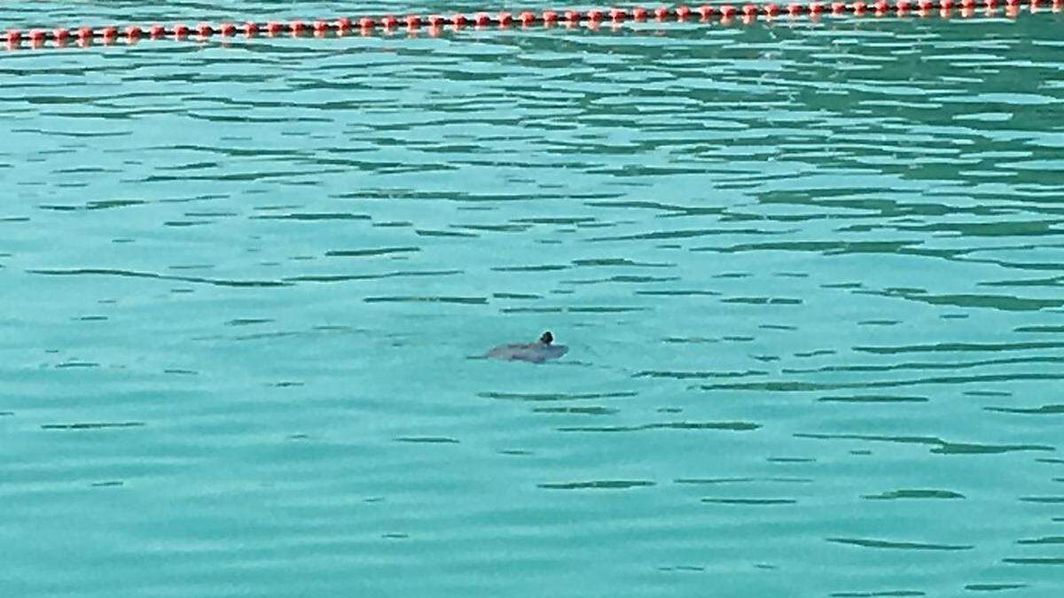 Eine ausgewachsene Schmuckschildkröte. Gesichtet nur wenige Meter entfernt von einer Brücke im Strandbad Klagenfurt