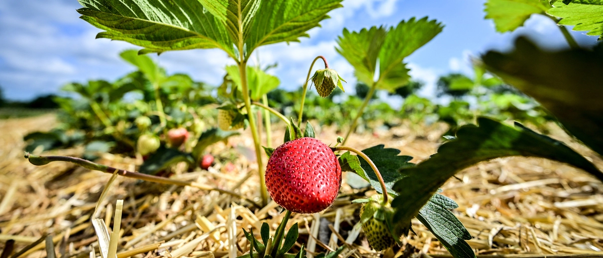 Erdbeerplanzen und Stroh