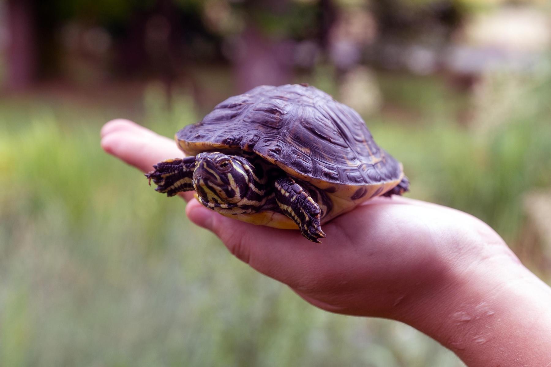 „Urlaubsmitbringsel“: Schildkröten-Invasion wird zur Gefahr für Kärntner Tierwelt