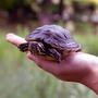 Amerikanische Sumpfschildkröten gefährden die heimische Biodiversität