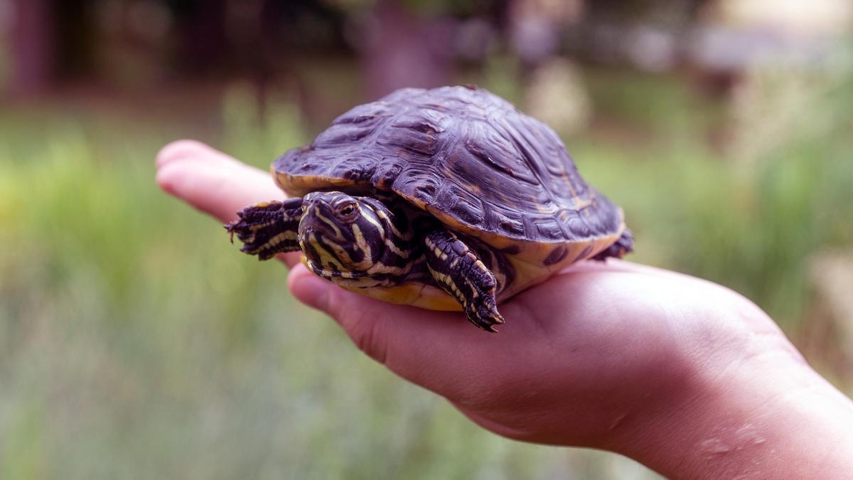 Amerikanische Sumpfschildkröten gefährden die heimische Biodiversität