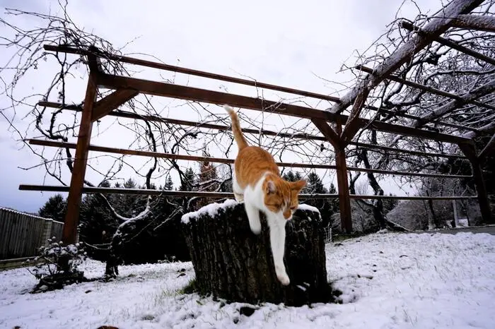 Kater Maximo vom Eichkögl begutachtet vorsichtig den ersten Schnee: Ui, ist das kalt!