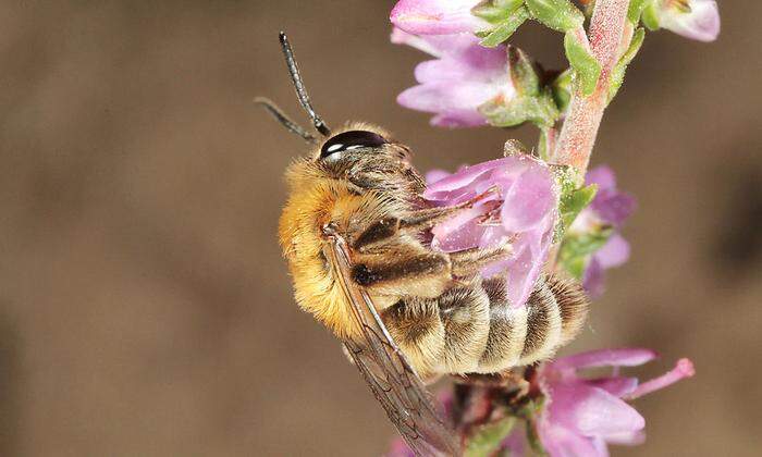 Sommerheidekraut (auch Erika genannt) lässt Gräber gepflegt aussehen und freut auch die Bienen. 