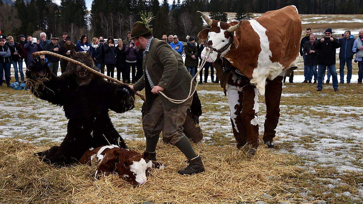 Dem Bären geht es an den Kragen: Eine Szene von der Bärenjagd in Pöllau am Greim im Bezirk Murau