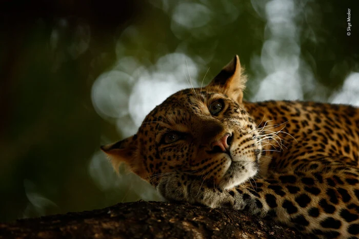 Skye Meaker aus Südafrika gewann mit dem Bild eines schläfrigen Leoparden in der Kategorie für 15-17-jährige Nachwuchsfotografen.
