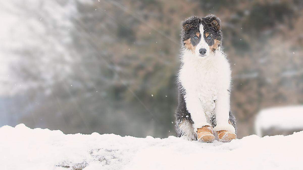 Auch den Hunden gefallen die steigenden Temperaturen besser