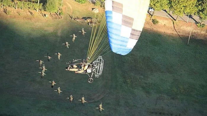 Die jungen Waldrappe werden nördlich der Alpen auf ihren ersten Flug über die Berge bis in die Toskana vorbereitet