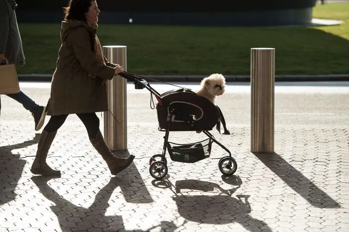 Die bedeutendste ist die Zuchtschau. Hier ausgezeichnet zu werden gilt als höchste Auszeichnung für den Züchter und den Hund.