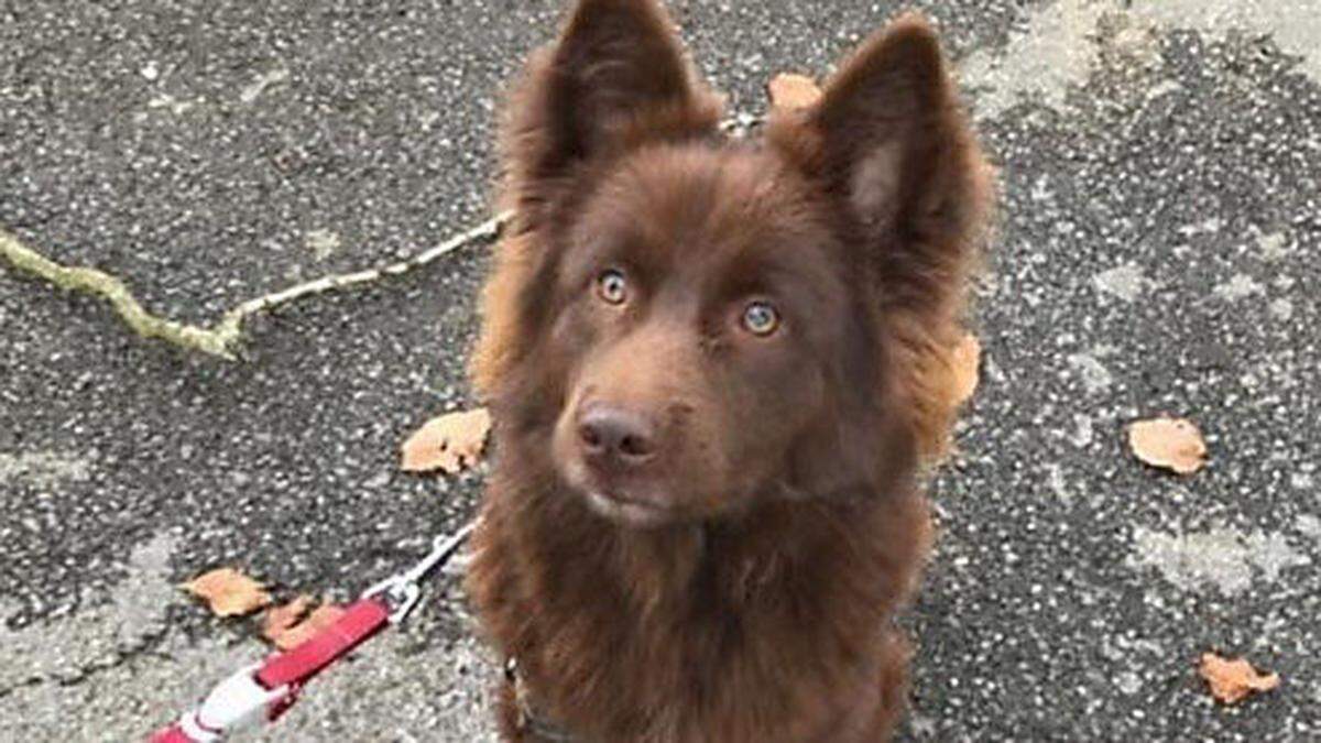 Sammy wurde zuletzt am Sonntag in Vassach gesehen