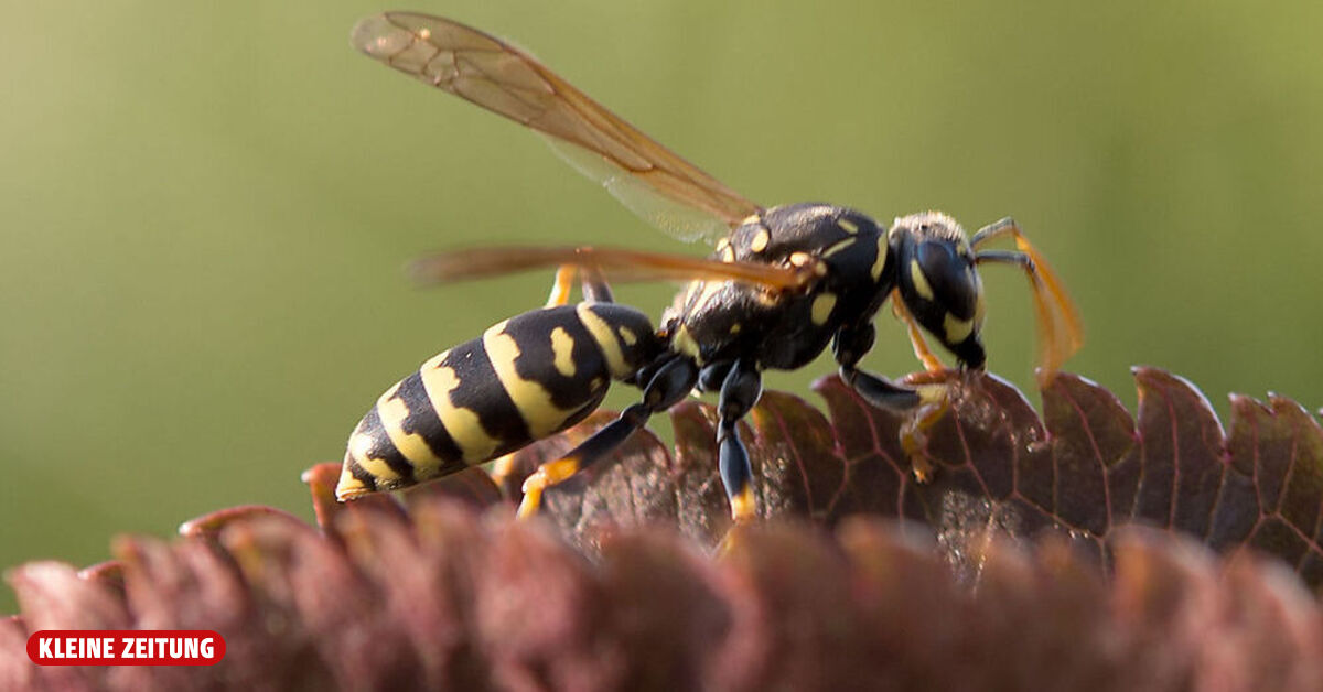 East Tyrolean worker probably died from a wasp sting