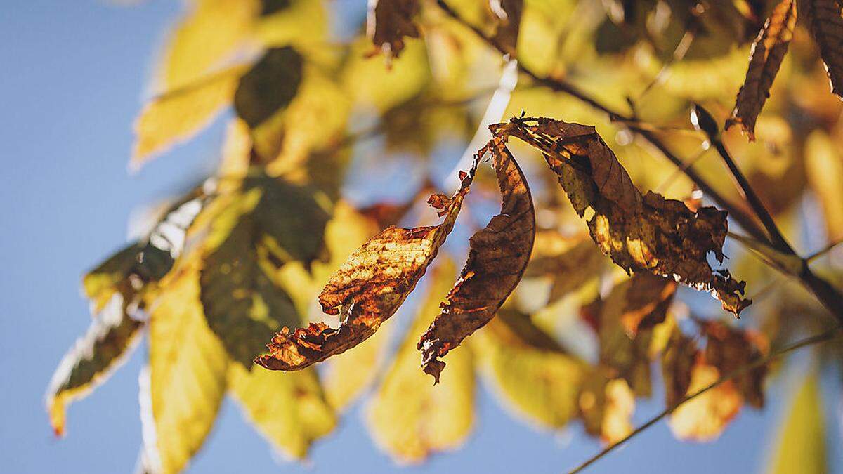 Sonniges Herbstwetter erwartet uns am Dienstag.