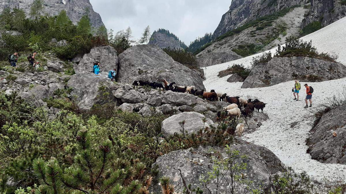 Vor fast genau einem Jahr wurden nach Rissen die Schafe von der Lavanter Alm abgetrieben (Foto). Auch heuer erfolgte der Abtrieb der verbliebenen Tiere 