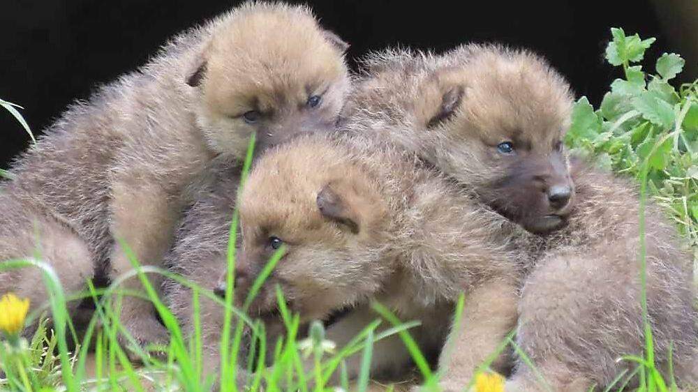 Vier Welpen brachte Wolfsmama Bjelle im April zur Welt