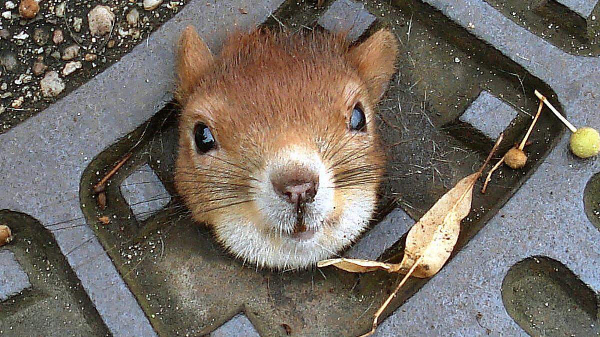 Eichhörnchen aus misslicher Lage gerettet