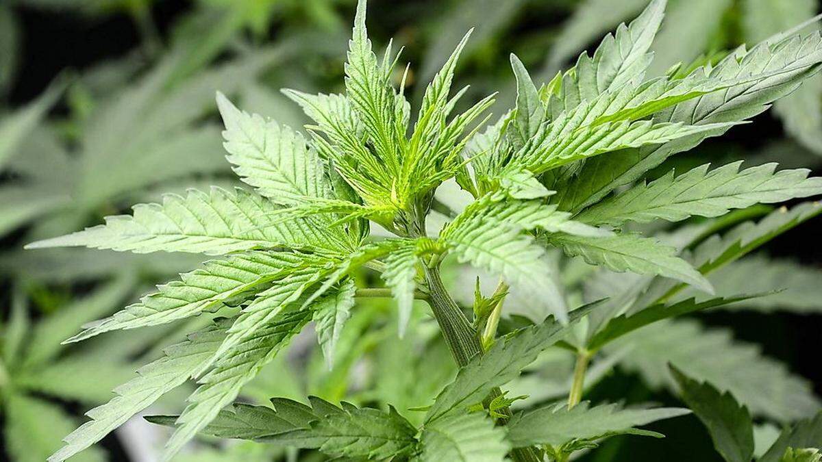 Neun Cannabispflanzen fand ein  Gerichtsvollzieher im Zuge seiner Tätigkeit in der Wohnung einer Villacherin