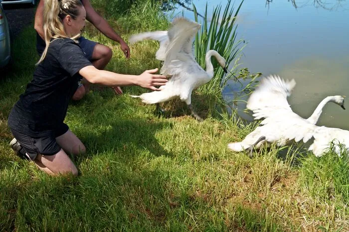 Sie breiten ihre Flügel aus und stürzen sich in den Teich.