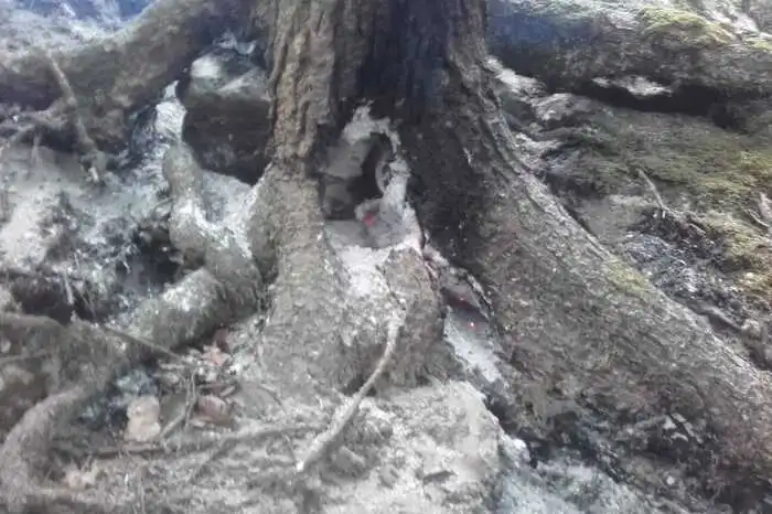 Hier kämpften am Eichelkar die Feuerwehren Wörschach, Liezen und Weißenbach gegen einen Waldbrand. Betroffen war eine Fläche von 20 mal 20 Quadratmetern, der Brand ist bereits abgelöscht.