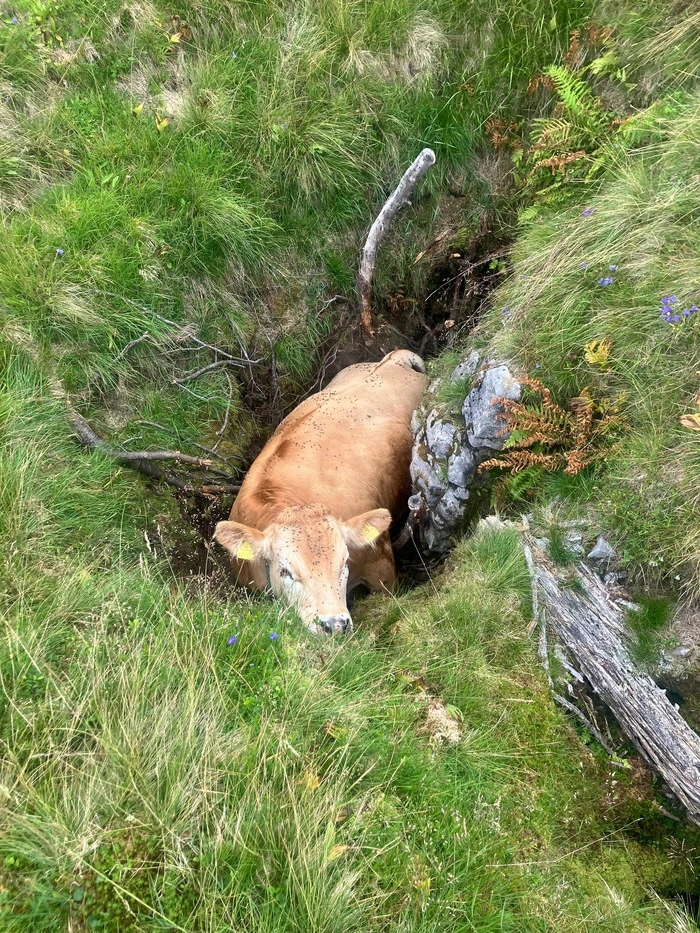 Ochs Asterix in der Doline