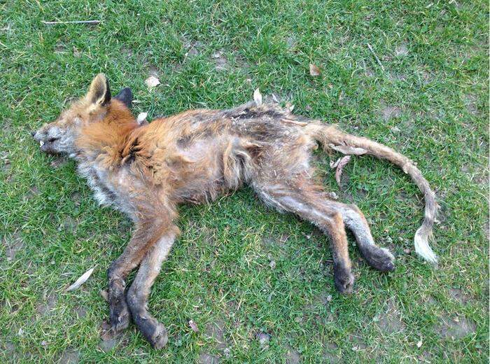 Erst vor Kurzem wurde wieder ein toter Fuchs im Bezirk gefunden
