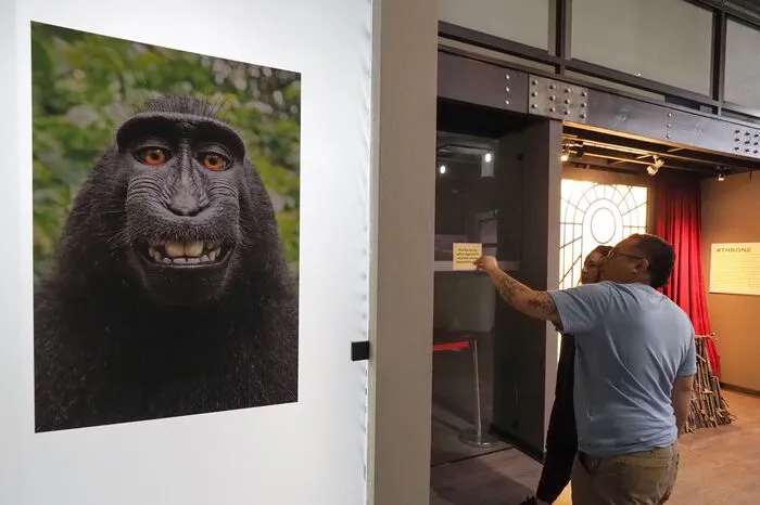 Auch jener Affe, der sich selbst fotografiert hat und über dessen Recht am eigenen Bild sogar ein Prozess geführt wurde, ist zu sehen.