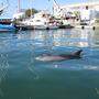 Ein Delfin im schiffbaren Kanal in Triest macht den Experten Sorgen. Sie hoffen aber auf ein Happy End